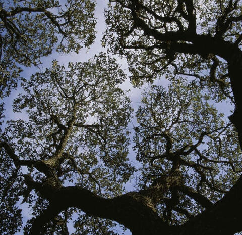 The Universe is Alive